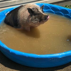 Meet your Posher, Kelli